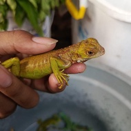 baby iguana red, super red iguana
