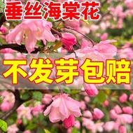 Shredded Begonia Flower Seed Glass Begonia Western House Begonia Flower Seed Original Four Seasons V