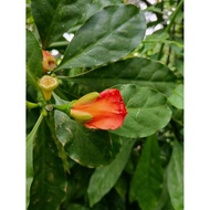 pokok duri 7 bilah(keratan/daun)