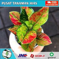 TANAMAN HIAS AGLONEMA HENG HENG PELANGI LOKAL DAUN 5-6
