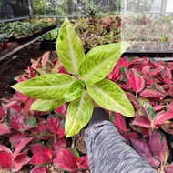 Aglaonema Sundrop