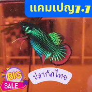 ปลากัด BT2 ปลากัดป่าสวยงามภาคใต้ สายพัฒนา่ หางพัดหางโพ สามารถเลือกขนาดได้ แบบโอน ราคาถูกกว่า ส่งด่วนมากEMSไปรษณีไทย ตัวผู้