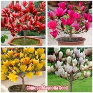 Mixed Colors Fragrance Chinese Magnolia Seeds (30-40 Seeds) 玉兰 Orchid Seeds Bonsai Seeds for Planting Flowers High Germination Flower Seeds Flowering Plants Seeds Potted Live Plants Pokok Bung Orchid Plants for Sale Pokok CEMPAKA KUNING Magnolia Champaca