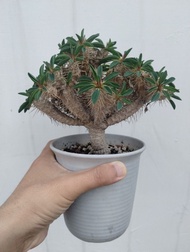 鬼切閣 鬼棲閣Euphorbia guillauminiana 塊根 （非象牙宮 象足）