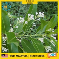 Anak Pokok Bunga White Chocolate Jasmine Bunga Wangi Import Dari Thailand