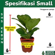 Ficus Lyrata /琴叶榕/ Fiddle fig / Pokok Ketapang/ Daun Ketapang Banjo fig / Fiddle leaves fig tree / L