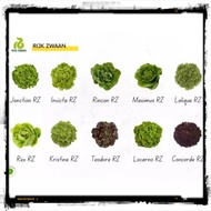 Rijk Zwaan Lettuce  Invicta Rincon Jonction Lalique   Variety (1000/5000 Seeds)