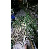 napier pandan@napier dwarf