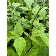 Vilvam Plant / Indian Bael Plant - Live 🪴
