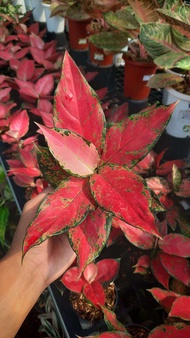 Tanaman aglonema ruby garuda / Pohon berdaun aglonema ruby garuda