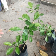 anak pokok limau kasturi