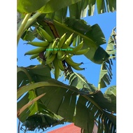 Anak Pokok |Anak Pisang Murah | Anak Benih Pokok Pisang Tanduk Lang | Sulur Pisang Tanduk | tanduk (Seedling Banana)