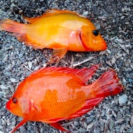 Ikan Hias/Tankmate/Konsumsi Red Devil Cichlid - Size 2-3 Jari Termurah
