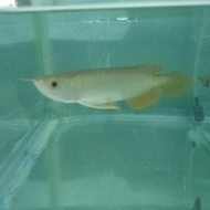 GOLDEN RED Arwana 13-14 Cm. Arwana Golden red.