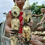Hot-selling Instant Shipping Pond Production Lotus Root Mud Field Large Lotus Seed Lotus Seed Lotus 