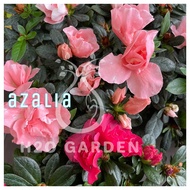 H2O - [CNY] Azalea 进口杜鹃花 Live Plant Flower Plant Pokok Hiasan