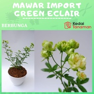 Bunga Mawar Import HIJAU ECLAIR Berbunga Wangi &amp; Bergaransi - Bunga Mawar Hidup Hijau Eclair - GREEN ECLAIR