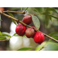 BUAH MAHKOTA DEWA KERING (1 KG/2 KG/ 3 KG)