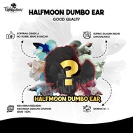 Cupang Halfmoon Dumbo Ear HMDE GOOD QUALITY KUPING BESAR Limited