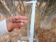 🌵💥หางลิง หางกระรอก หางหนู 💥🌵 กิ่งตัดสด ขนาด 12-15  ซม. ต้นกระบองเพชร ต้นแคคตัส (แคคตัส กระบองเพชร)