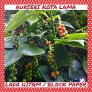 🔥HYBRID🔥 ANAK POKOK LADA HITAM / BLACK PAPER