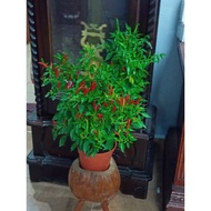 Pokok cili api / cili bara (cili pedas)
