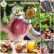 [Fast Germination] 50pcs Rare Passion Fruit Seeds for Planting Fruit Tree Plant Seed Climbing Plants Potted Live