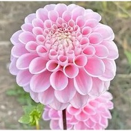 POMPOM DAHLIA WIZARD TUBER