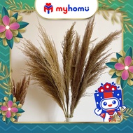 80CM Long Big Bamboo Reed Pampas [Premium]