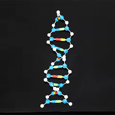 DNA model kit biological molecular models double helix Molecular Structure model Deoxyribonucleic ac