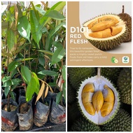 Anak pokok durian D101 / durian ioi / hajah hasmah