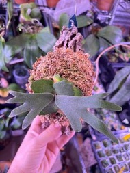 P.Willinckii Nano spore（Nano孢子苗）