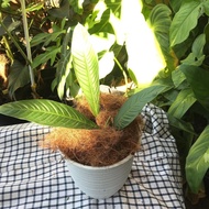 tanaman hias anthurium linet phillo
