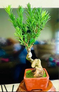 原生小葉雀舌 羅漢松（樹身S型，含盆高52厘米、粗5厘米）