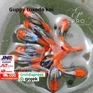 ikan guppy tuxedo koi sepasang(1pair)