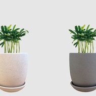 │ 霧陶系列 │ 迷你羅漢松 - 水耕 無土 懶人盆栽 室內植物 陶