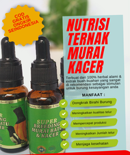 Super breeding murai kacer nutrisi ternak burung dongkrak birahi penjodohan