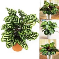 spot seeds【COD】10pcs Rare Calathea Seeds Air Freshening Plants Seeds #SW25 TLJV