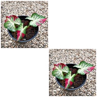 Caladium Shycool/caladium thai/bunga hidup