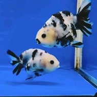 TERBARU/ ikan koki ranchu sapi 10cm hiasan aquarium aquascape