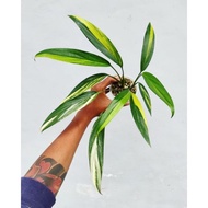 BARU Tanaman hias Epipremnum Amplissimum varigata / philodendron