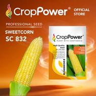 (100 GRAM) Biji Benih Jagung Manis Big Sweet 甜大棒 SC832 CROP POWER F1 HYBRID Sweetcorn Seed 甜玉米种子 SC 