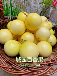 (1kg - 15pcs) Buah Markisa Emas - Panama Passion Fruit Panama Golden Rose 100% Sweet Buah Markisa Ku