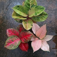paket 3 jenis bibit aglonema (emerald red stardust kocin sutra spesial)