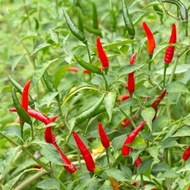 ♥️40  BIJI BENIH CILI PADI KAMPUNG/CILI BURUNG PEDAS ♥️