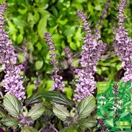 Ready Stock Fast Shipping Edible Nine-Layer Tartar Seed Sweet Basil Lemon Basil Seed Potted Four Sea