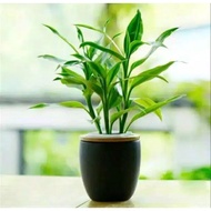 Lucky bamboo cuttings - Lucky bamboo ornamental plants (Organic Aqiqah)