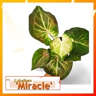 Caladium MIRACLE &amp; HOT LARVA [Caladium Plants-Pokok Keladi /Indoor Plant/Real Live Plant]