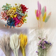 [SG Seller] Preserved flowers - Dried Flowers Bunny Tails Forget Me Not Real Happy Flowers Wheat Pampas Grass Home Deco
