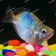 IKAN RAINBOW BOESEMANI BALON